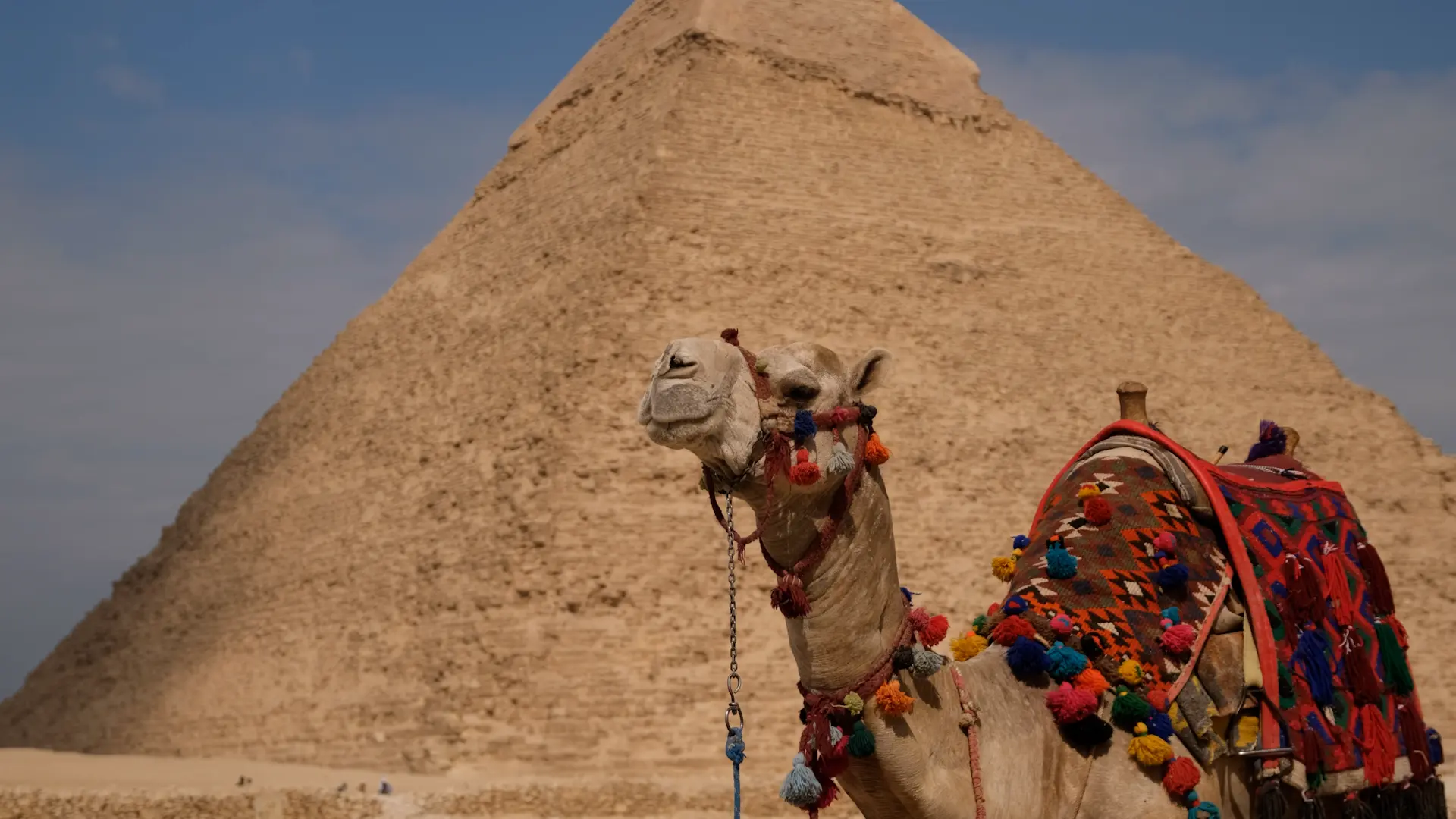 Camel at the Pyramids of Giza — Gabriel Moura broadcast and video work